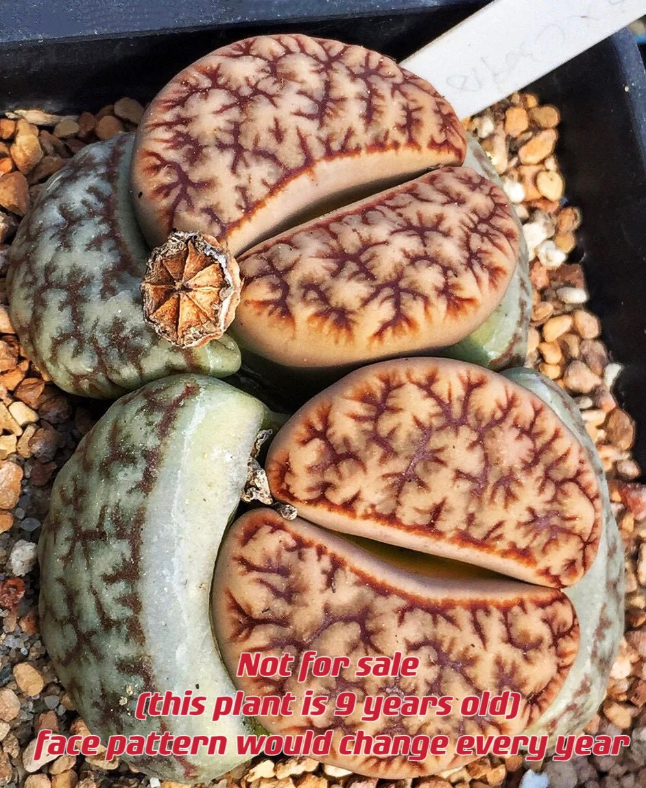 Lithops gracilidelineata *C383* {brain-like patterns}