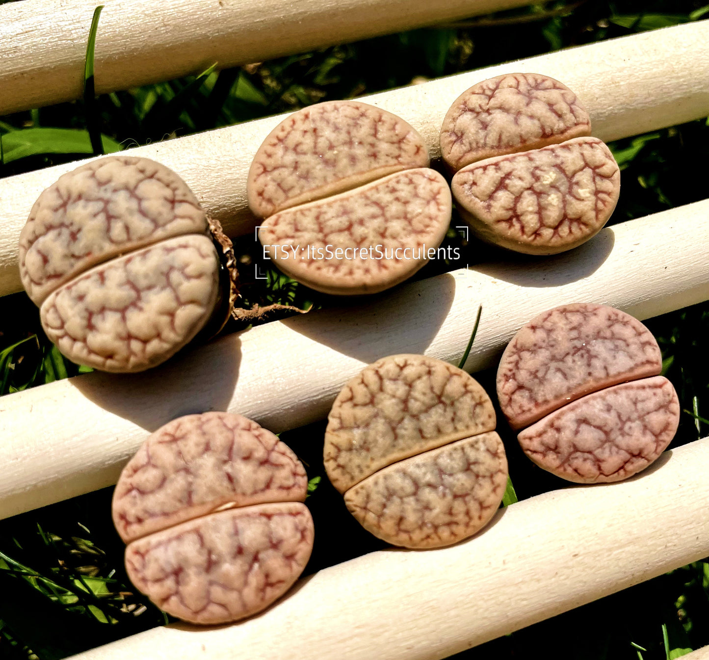 Lithops gracilidelineata *C383* {brain-like patterns}