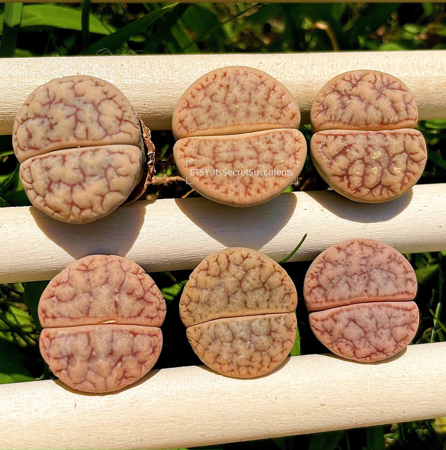 Lithops gracilidelineata *C383* {brain-like patterns}