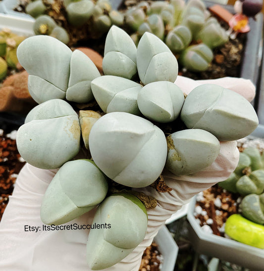 gibbaeum album MG1509.38