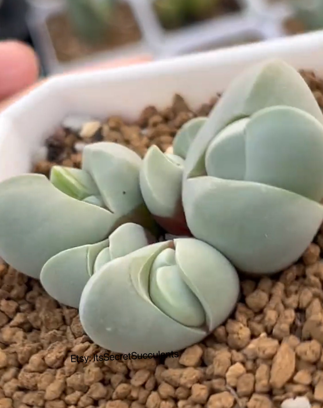 gibbaeum album MG1509.38