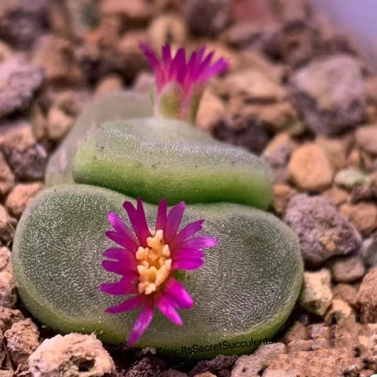 Conophytum Phoeniceum SH1212 