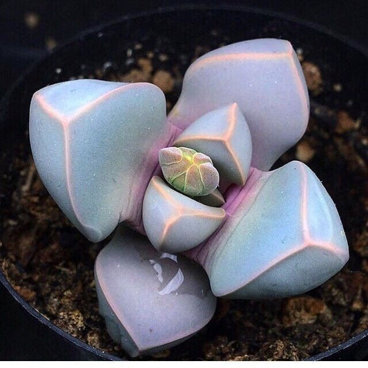 Lapidaria margaretae "Karoo Rose"