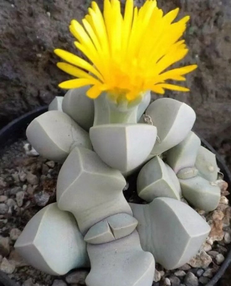 Lapidaria margaretae "Karoo Rose"