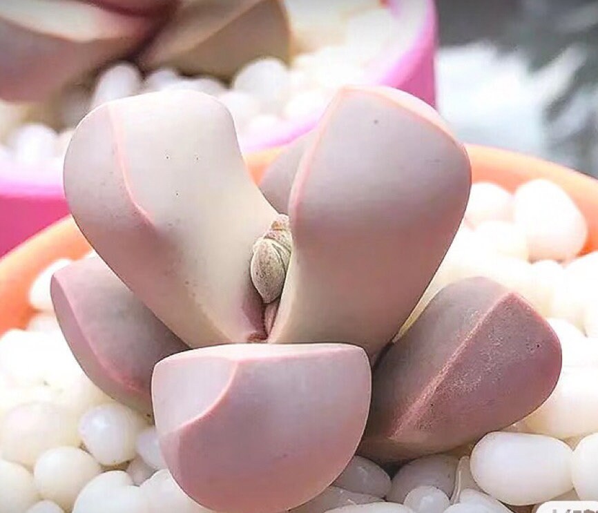 Lapidaria margaretae "Karoo Rose"