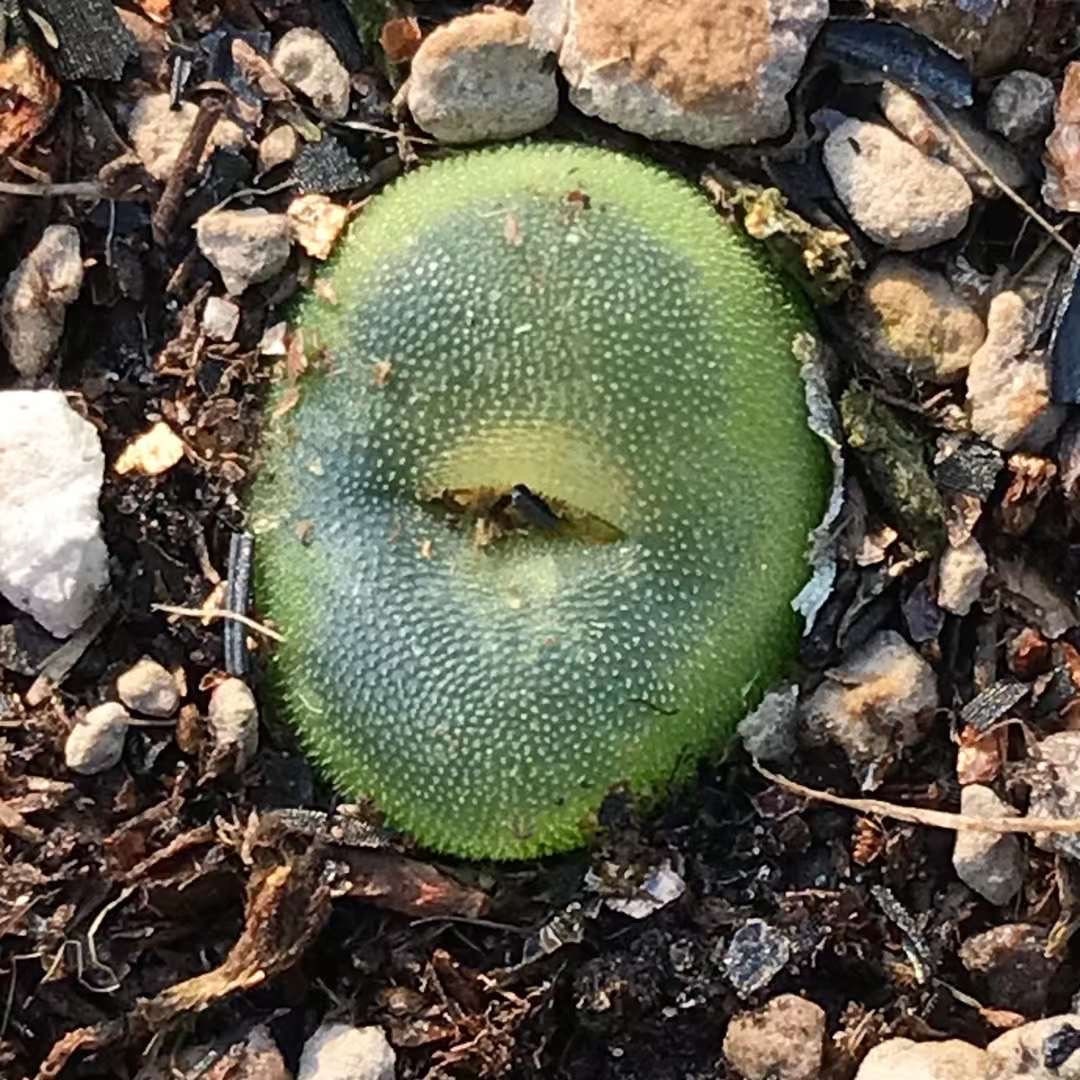 Conophytum Phoeniceum SH1212 