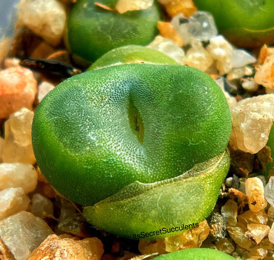 Conophytum Phoeniceum SH1212 "Crystal Shoe"