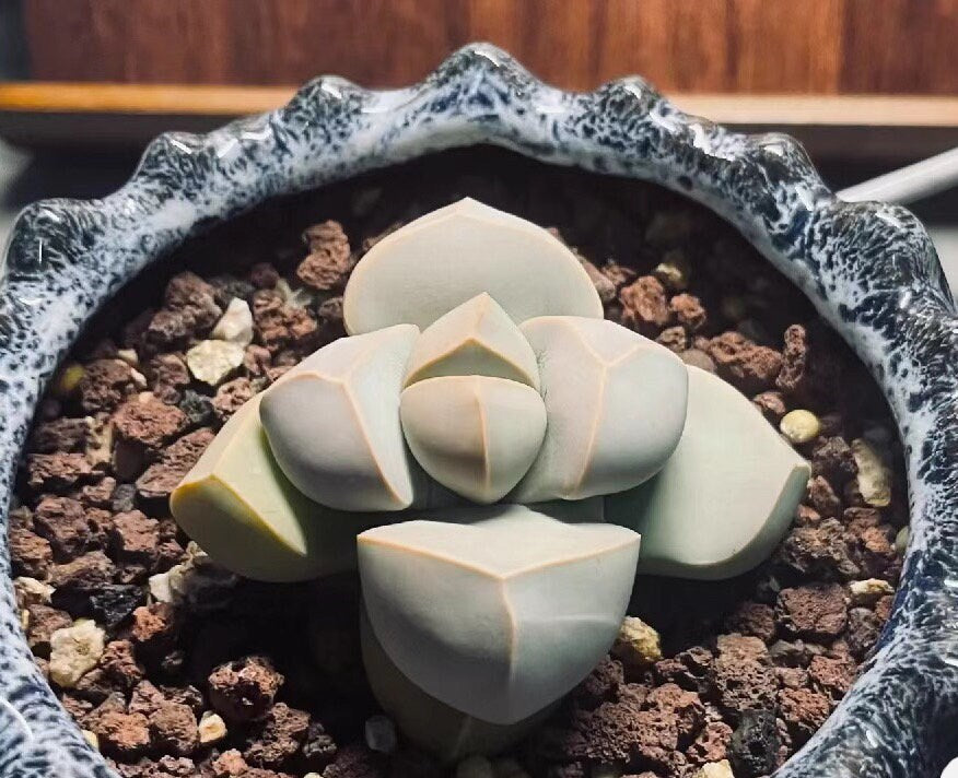 Lapidaria margaretae "Karoo Rose"