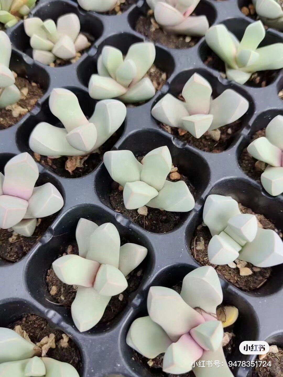 Lapidaria margaretae "Karoo Rose"